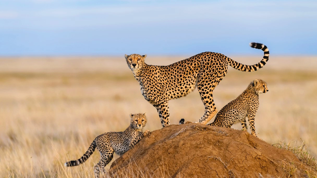 TKH-african-safari-vacation-package