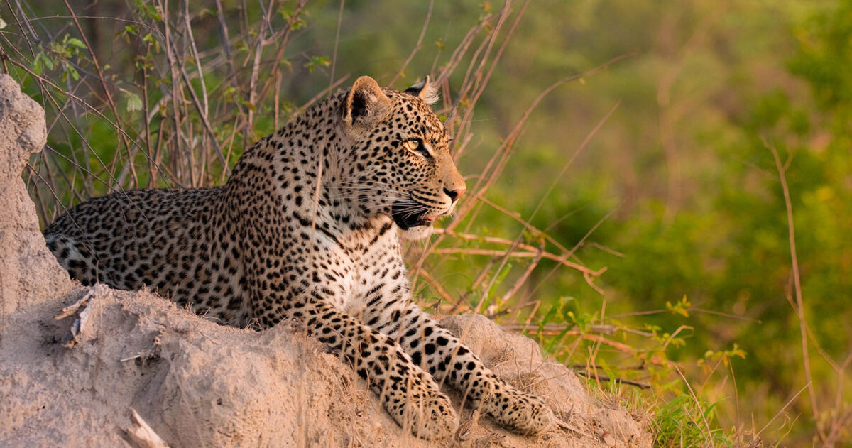 big-five-sabi-sands-south-africa-leopard-1200x631